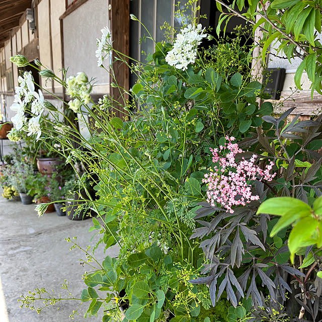 cota2さんの部屋