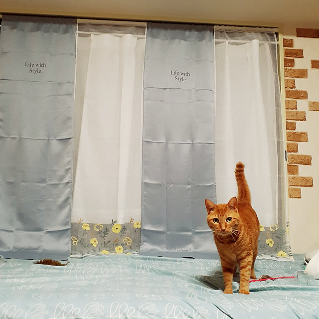 chisaviさんの実例写真