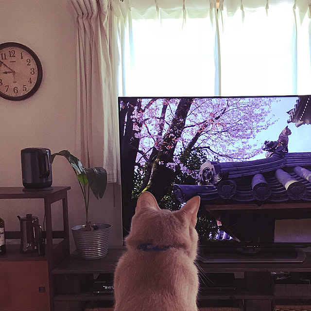 mikan161さんの実例写真
