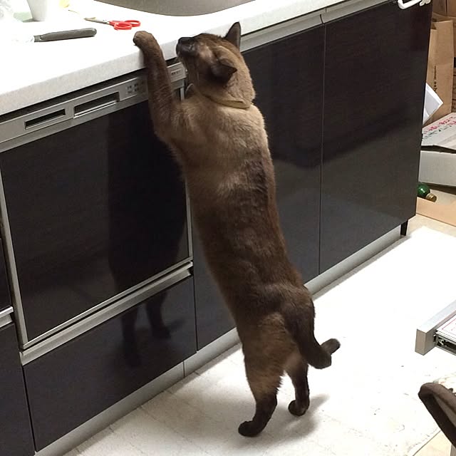 dodoさんの実例写真