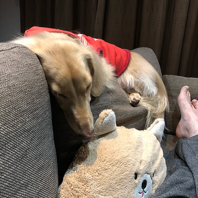 Chachaさんの実例写真