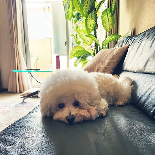 takoさんの実例写真