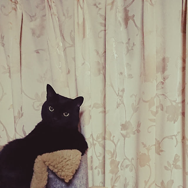 junkn6さんの実例写真