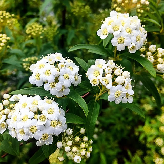 NSDさんの実例写真