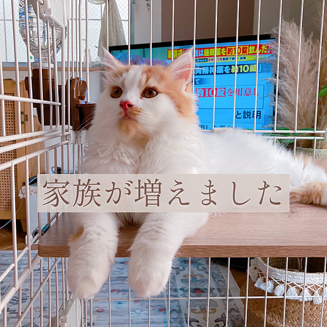 rumi_ebiさんの実例写真