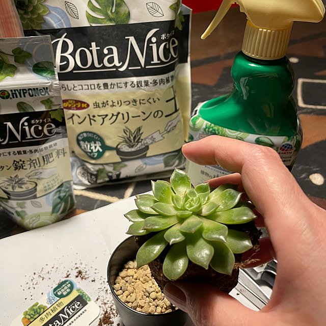 机/観葉植物/多肉植物/roomclip/植物のある暮らし...などのインテリア実例 - 2024-06-06 10:13:07