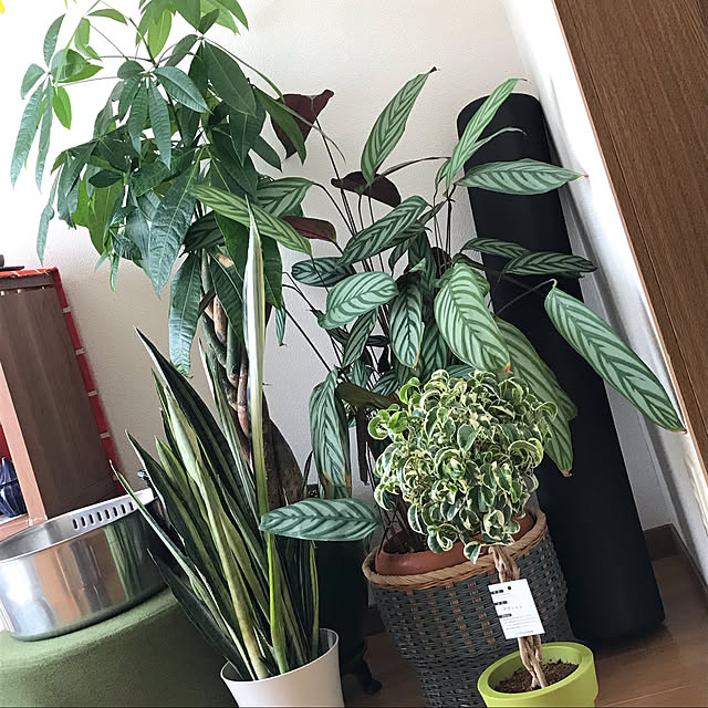 Fusionさんの実例写真