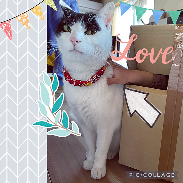 nekosamaさんの実例写真
