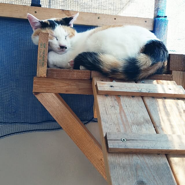 chatnoirさんの実例写真