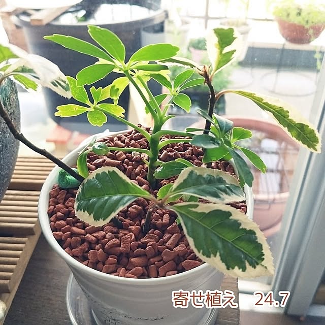 mi-saさんの部屋