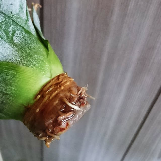 kotorinさんの実例写真