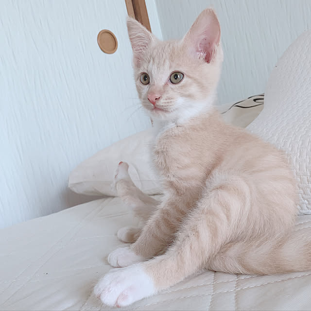 Tomoeさんの実例写真
