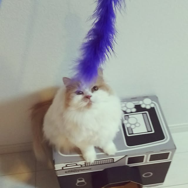 nonkoさんの実例写真