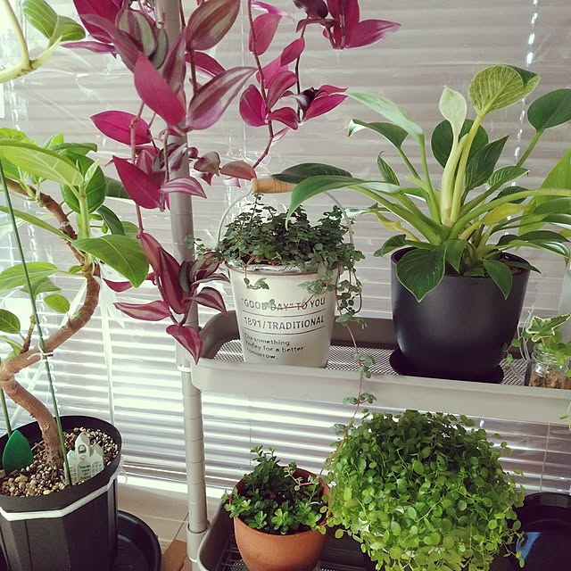 meiさんの実例写真