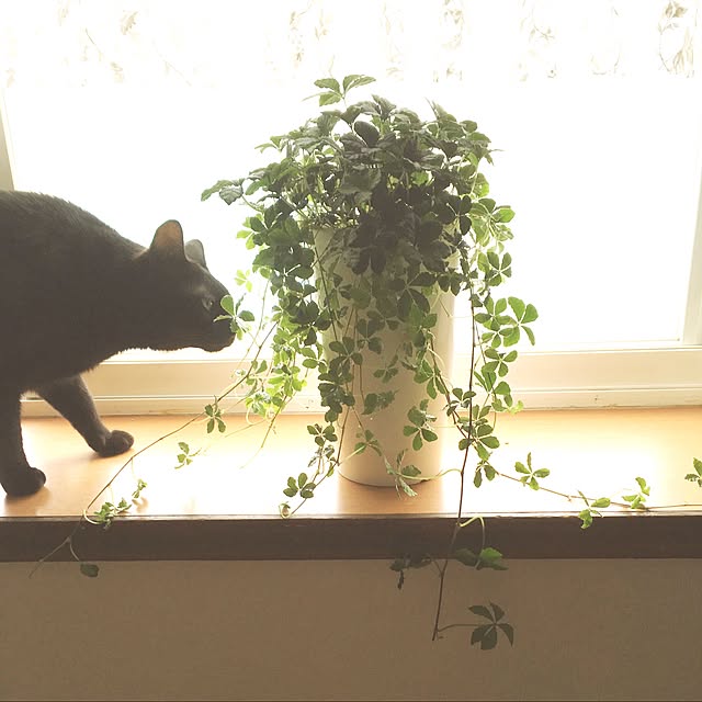 moonさんの実例写真
