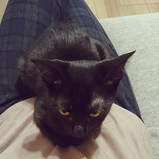 shiiiさんの実例写真