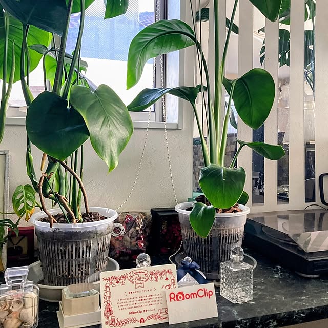 MOMOMAMAさんの実例写真