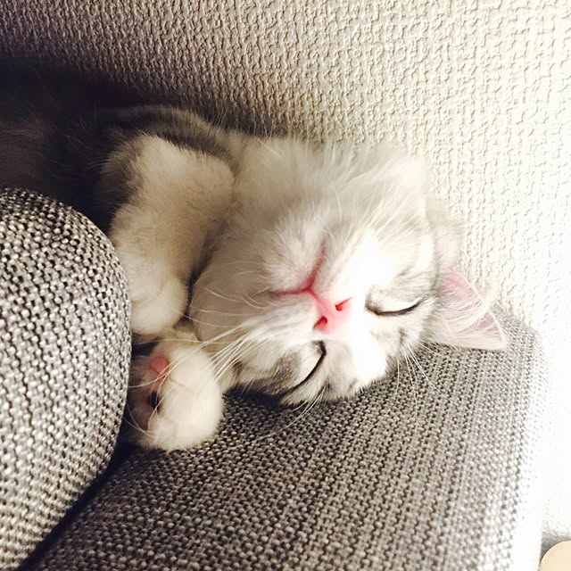 Yokoさんの実例写真