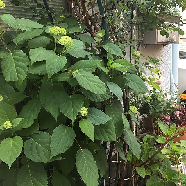 greenroseさんの実例写真