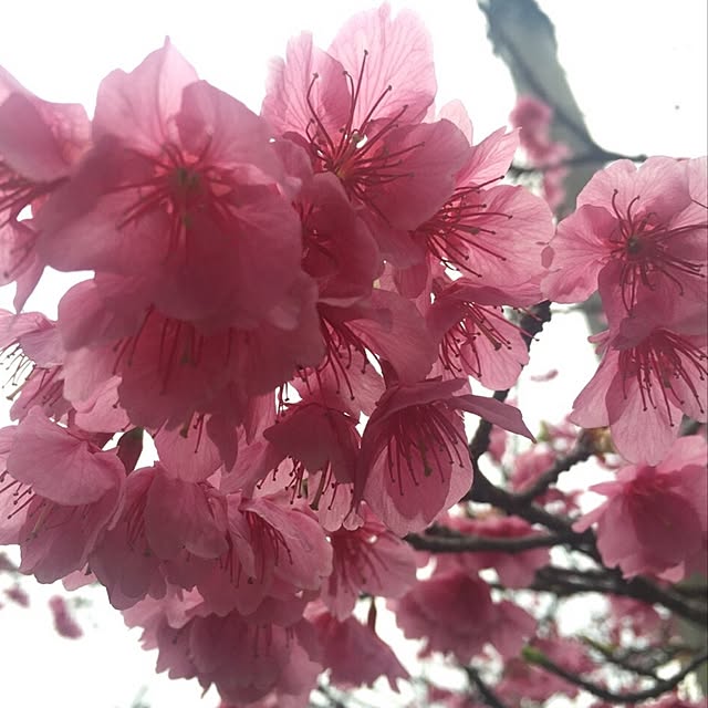 CHIROさんの実例写真