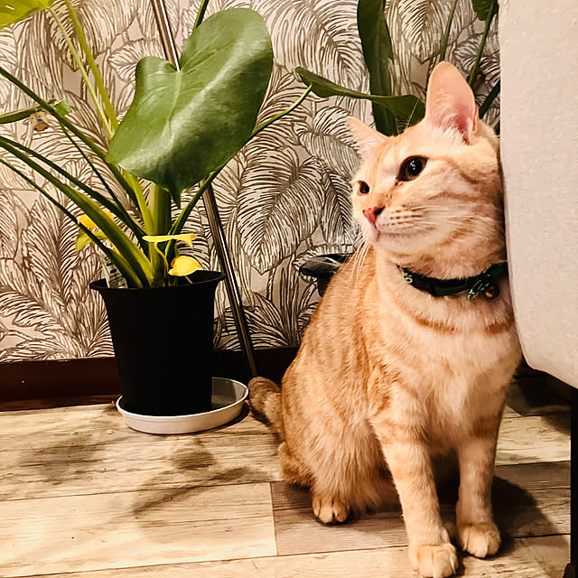 tomorinさんの実例写真