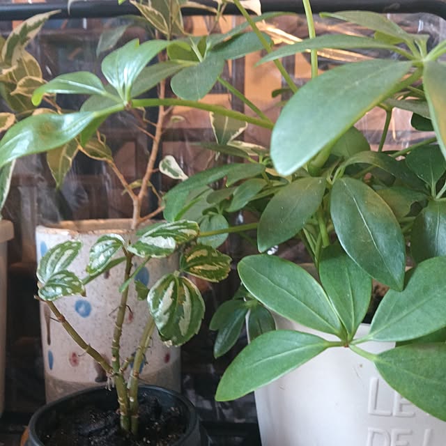 suzuneeさんの実例写真