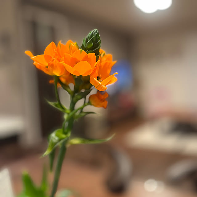 HomeSweetHomeさんの部屋