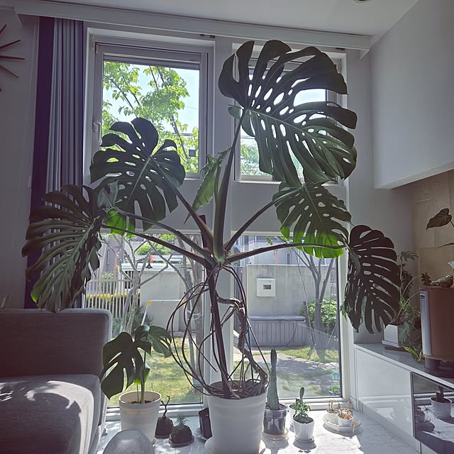 mutyukingさんの実例写真