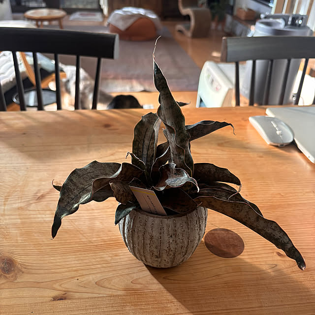 greycatsさんの部屋