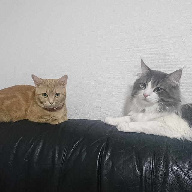shinobuさんの実例写真