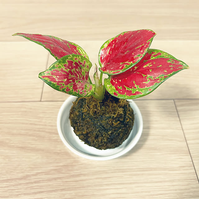 yoyoyoさんの部屋