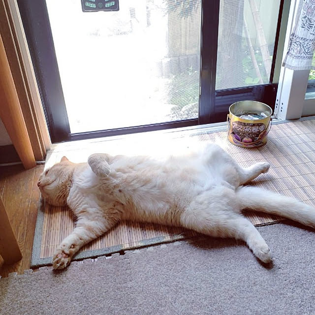 kotowakaさんの実例写真