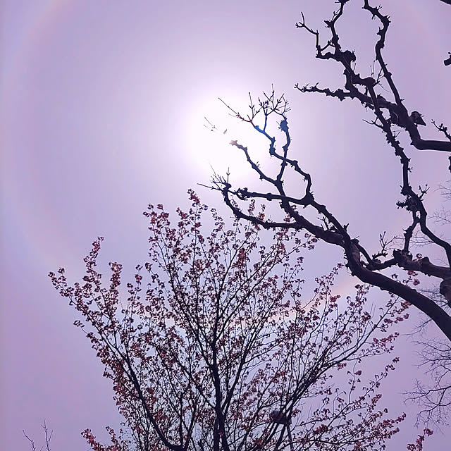 nyankonecoさんの実例写真