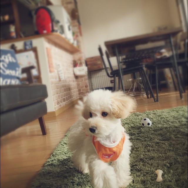 junko0331さんの実例写真