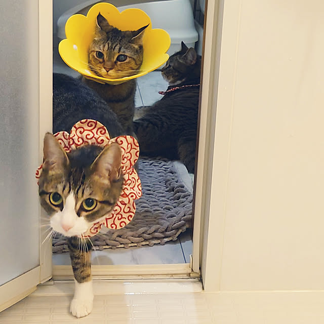 mochicoさんの実例写真