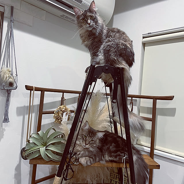 mayumiさんの実例写真