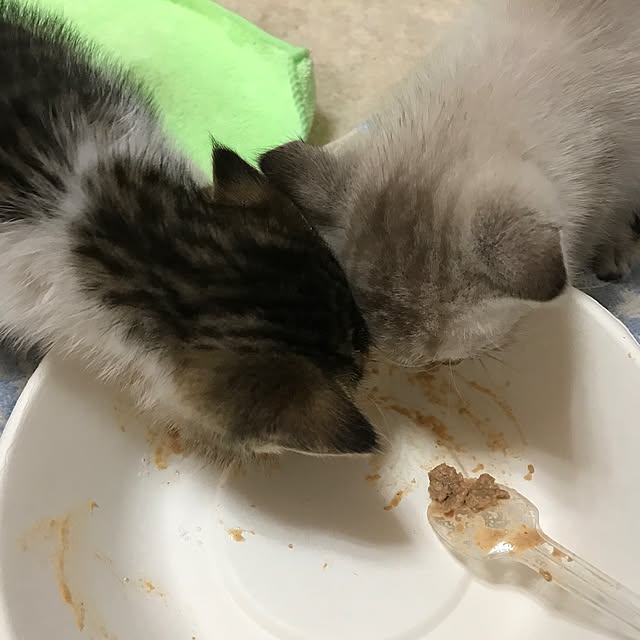 pepeさんの実例写真