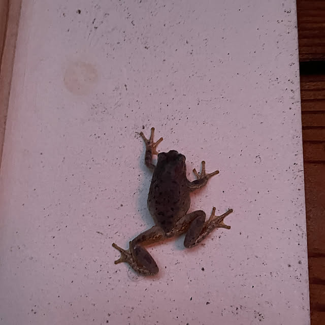 nattunさんの部屋