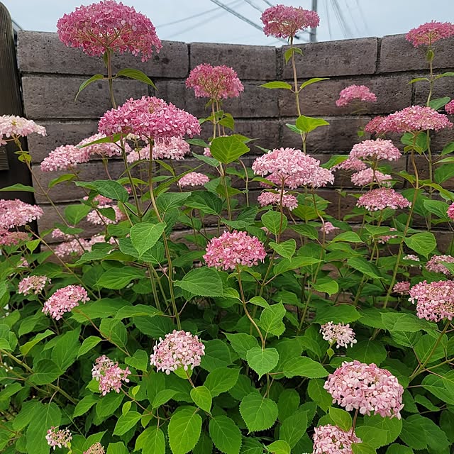 VIORAさんの実例写真