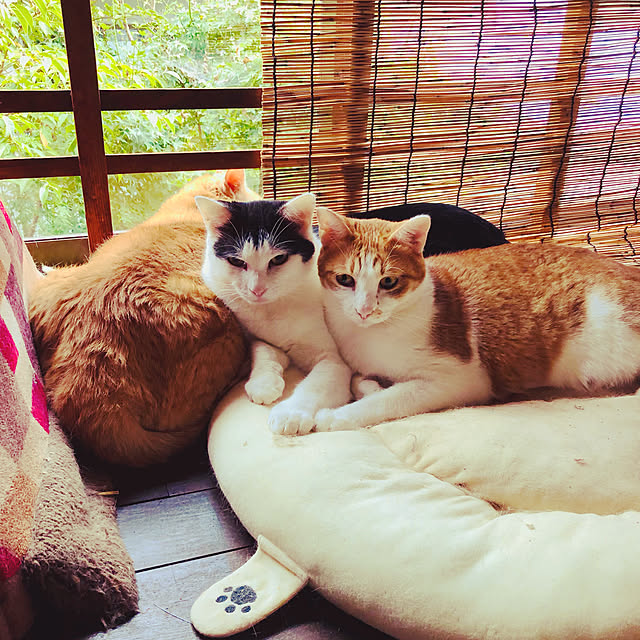 Oreoさんの実例写真