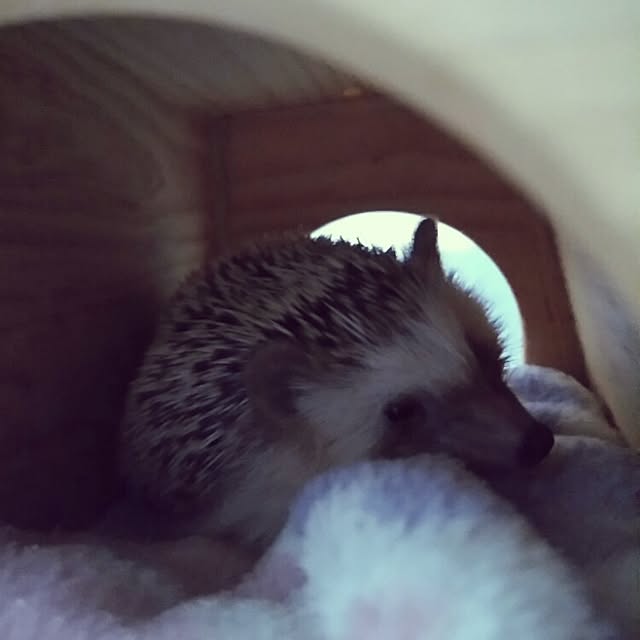 kuruさんの実例写真