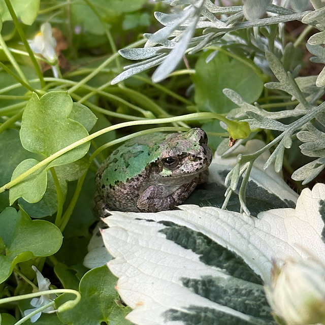 zuccoさんの部屋