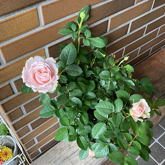 mさんの部屋