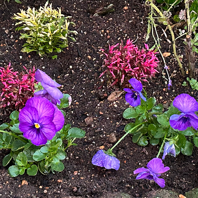 momo1120soraさんの実例写真