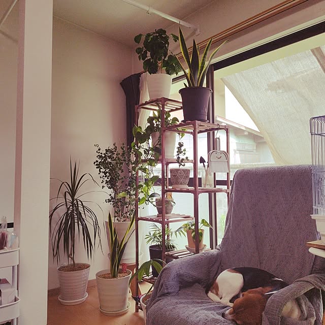 animallandさんの実例写真