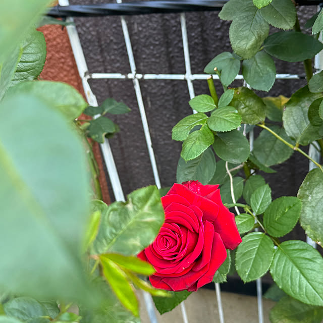 RoseLife5818さんの実例写真