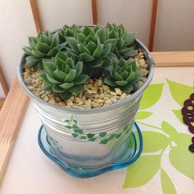 リビング/植物/多肉植物のインテリア実例 - 2015-03-03 21:06:36