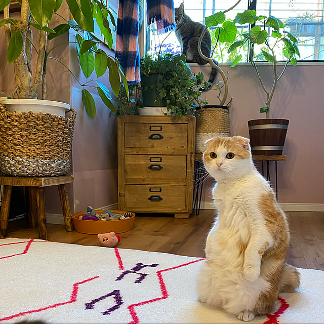 poniさんの実例写真
