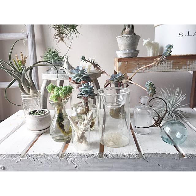 玄関/入り口/エアプランツの種/水耕栽培/植欲/ドライフラワーのある暮らし...などのインテリア実例 - 2017-06-28 21:05:24