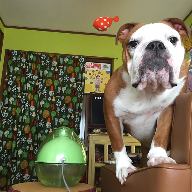 ayucchiさんの実例写真